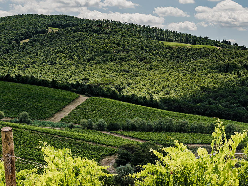 https://p.winelist.nl/media/cache/16x9_thumb/media/image/brand-banner/Banner-groot_Badia_vineyard.jpg