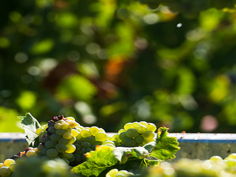 https://p.winelist.nl/media/cache/16x9_thumb/media/image/brand-banner/Banner_groot_Umani_Ronchi_3.jpg
