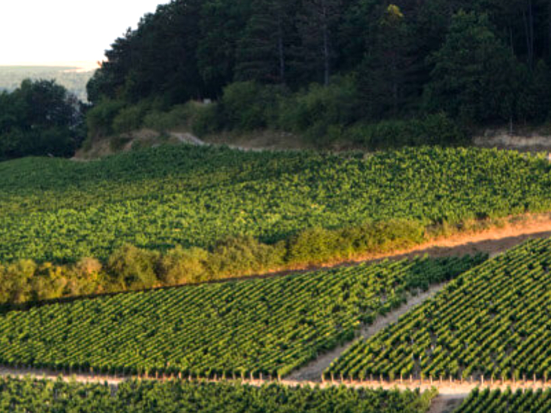 https://p.winelist.nl/media/cache/16x9_thumb/media/image/brand-banner/Billaud-simon_blogbanner_z_tekst.jpg