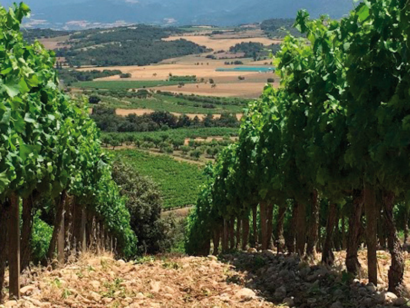 https://p.winelist.nl/media/cache/16x9_thumb/media/image/brand-banner/Blucua_wijnstruik.jpg