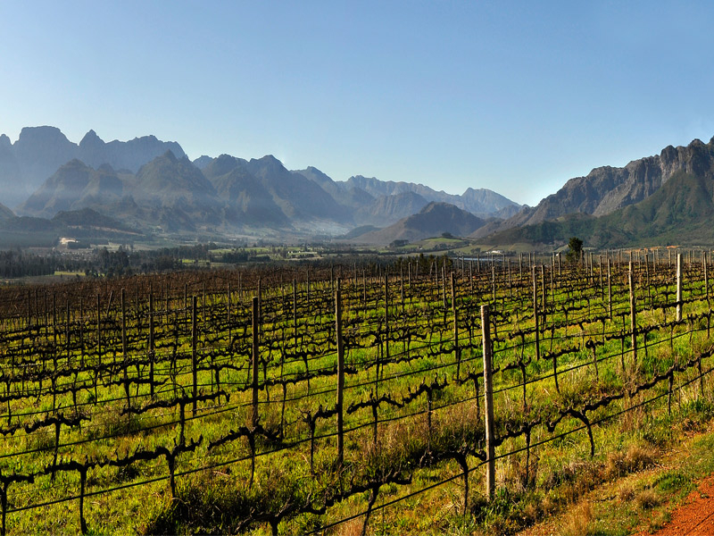 https://p.winelist.nl/media/cache/16x9_thumb/media/image/brand-banner/Boschendal_wijngaarden.jpg