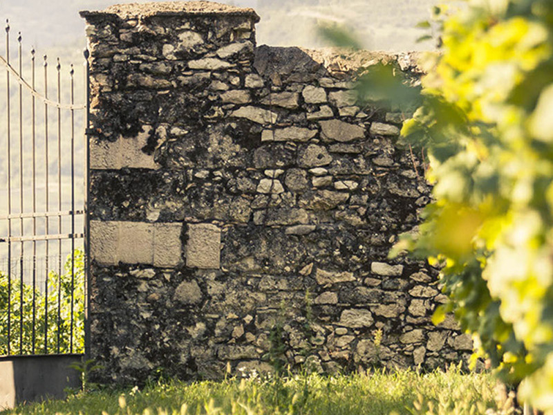 https://p.winelist.nl/media/cache/16x9_thumb/media/image/brand-banner/BossiFedrigotti_wijnstruik.jpg