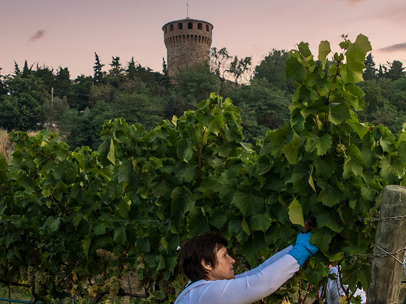 https://p.winelist.nl/media/cache/16x9_thumb/media/image/brand-banner/CastellodellaSala_wijnoogst.jpg