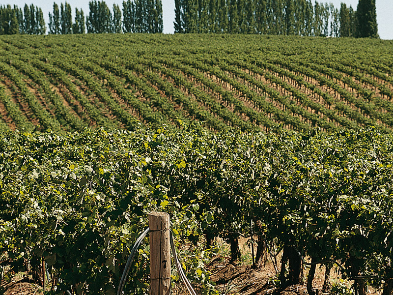https://p.winelist.nl/media/cache/16x9_thumb/media/image/brand-banner/ChateauSte.Michelle_wijngaarden.jpg