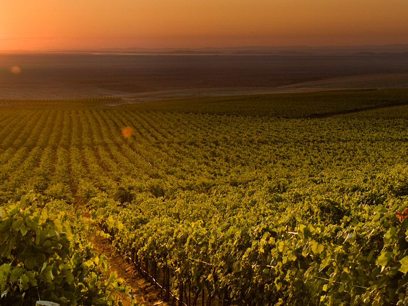 https://p.winelist.nl/media/cache/16x9_thumb/media/image/brand-banner/Columbiacrest_estate.jpg