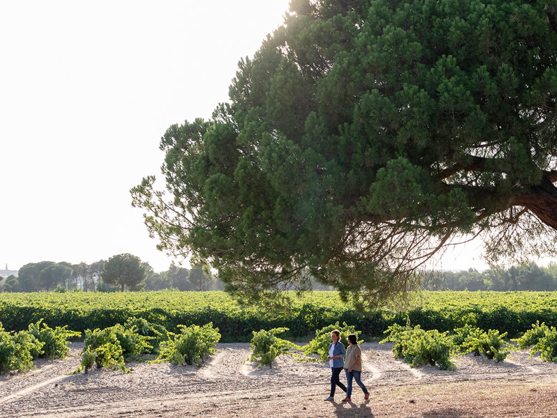 https://p.winelist.nl/media/cache/16x9_thumb/media/image/brand-banner/Dominiofournier_wijngaard.jpg