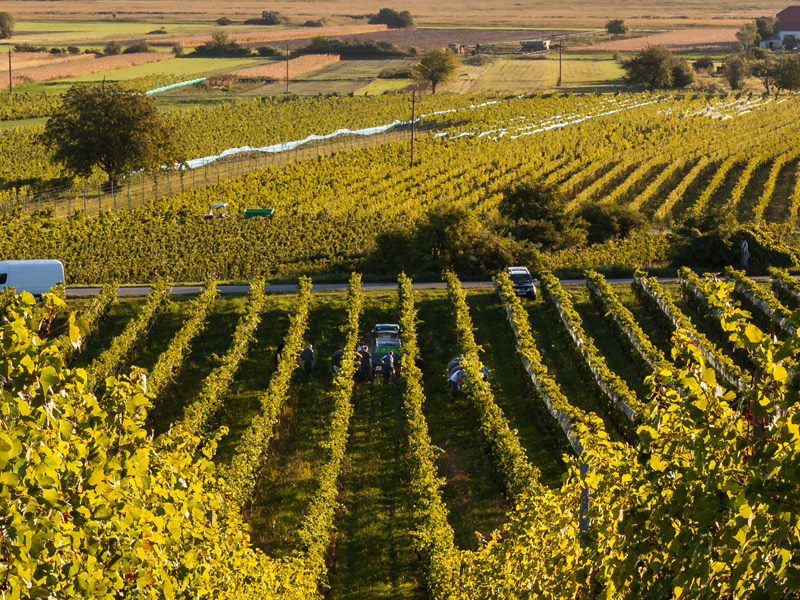 https://p.winelist.nl/media/cache/16x9_thumb/media/image/brand-banner/Esterhazy_estate.jpg