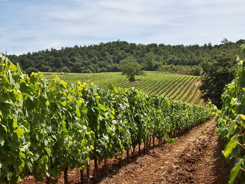 https://p.winelist.nl/media/cache/16x9_thumb/media/image/brand-banner/Fattoria_aldo_winery.jpg