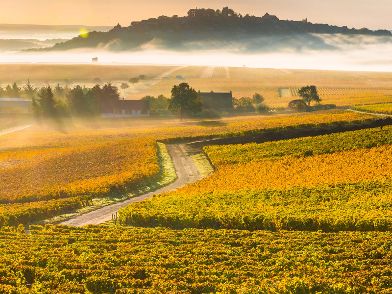 https://p.winelist.nl/media/cache/16x9_thumb/media/image/brand-banner/Fournier_estate.jpg