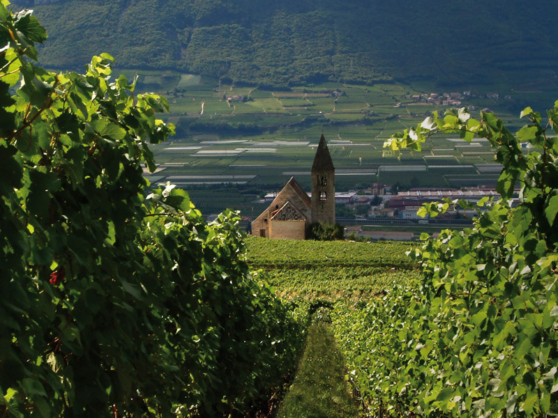 https://p.winelist.nl/media/cache/16x9_thumb/media/image/brand-banner/FranzHaas_wijn.jpg