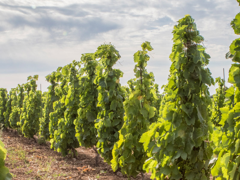 https://p.winelist.nl/media/cache/16x9_thumb/media/image/brand-banner/Fuedomaccari_wijnstruik.jpg