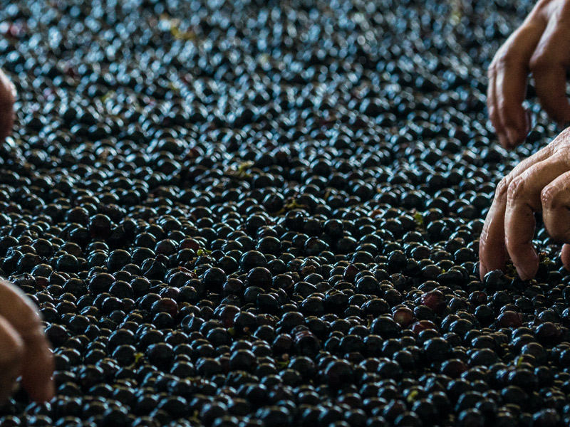 https://p.winelist.nl/media/cache/16x9_thumb/media/image/brand-banner/GuadoalTasso_wijndruif.jpg
