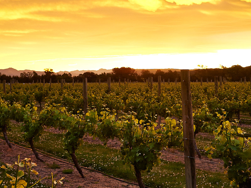 https://p.winelist.nl/media/cache/16x9_thumb/media/image/brand-banner/JacksonEstate_wijnhuis.jpg