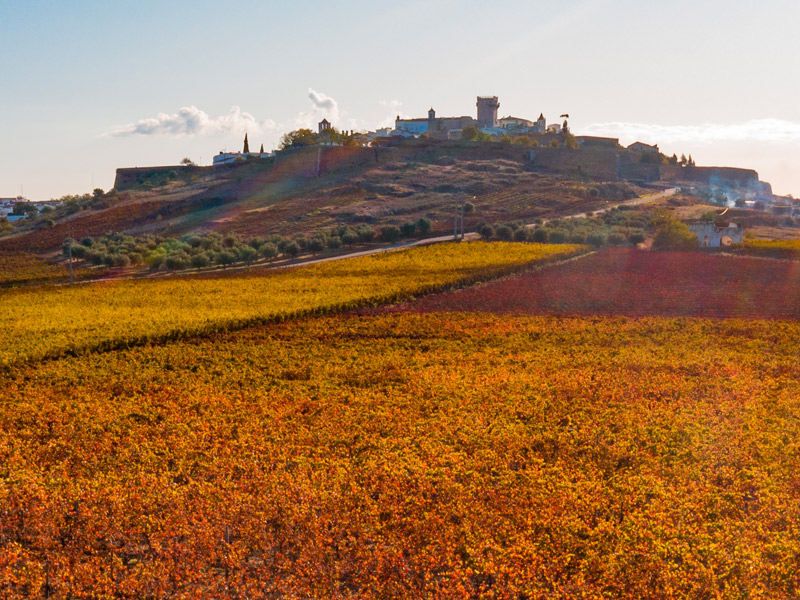 https://p.winelist.nl/media/cache/16x9_thumb/media/image/brand-banner/JoaoPortugalRamos.jpg