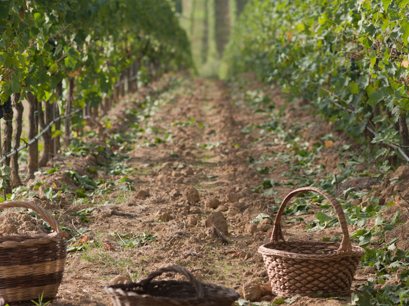 https://p.winelist.nl/media/cache/16x9_thumb/media/image/brand-banner/LaBraccesca_wijnstruik.jpg