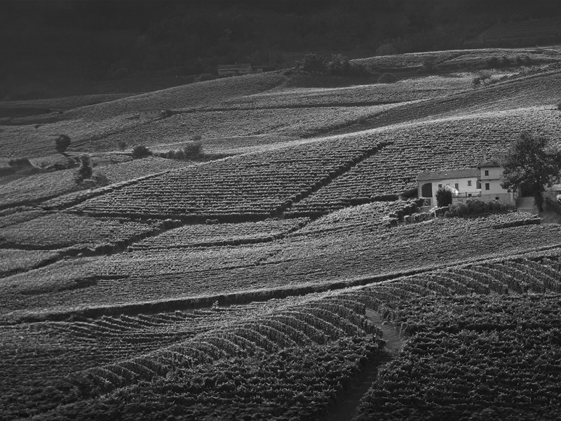 https://p.winelist.nl/media/cache/16x9_thumb/media/image/brand-banner/Michele_chiarlo_brandbanner.jpg