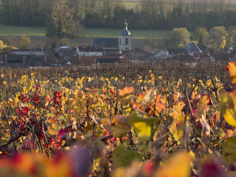 https://p.winelist.nl/media/cache/16x9_thumb/media/image/brand-banner/NicolasFeuillatte_wijnveld.jpg
