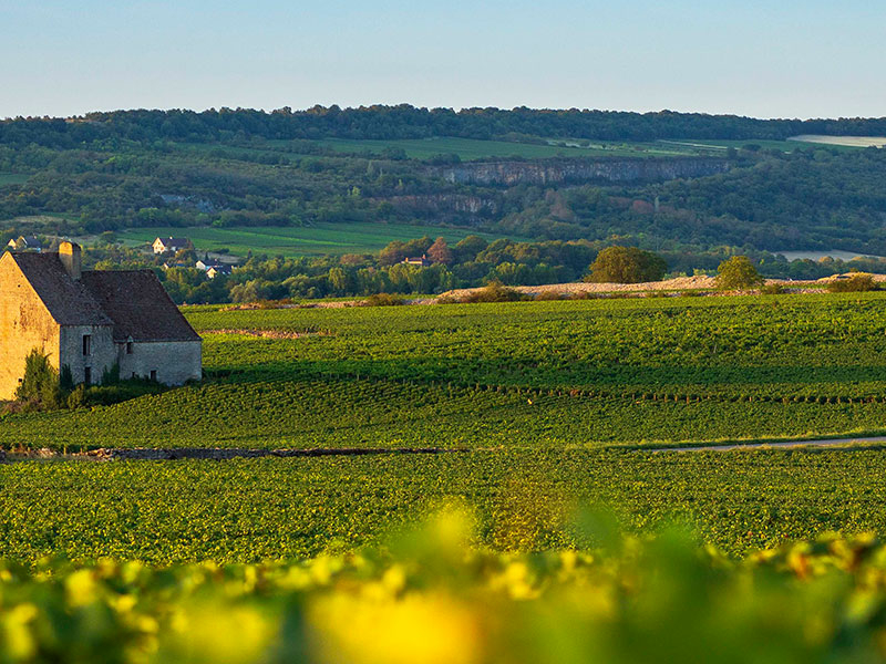 https://p.winelist.nl/media/cache/16x9_thumb/media/image/brand-banner/Olivier_Leflaive_estate_groot_1.jpg