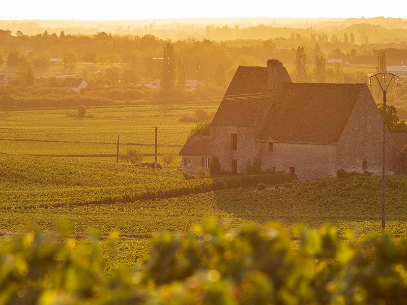 https://p.winelist.nl/media/cache/16x9_thumb/media/image/brand-banner/Olivier_Leflaive_estate_groot_2.jpg