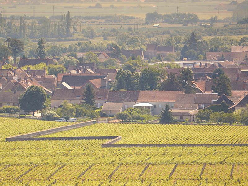 https://p.winelist.nl/media/cache/16x9_thumb/media/image/brand-banner/Olivier_Leflaive_estate_groot_24.jpg
