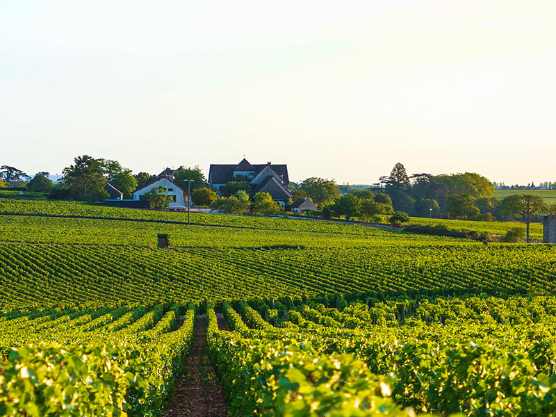 https://p.winelist.nl/media/cache/16x9_thumb/media/image/brand-banner/Olivier_Leflaive_estate_groot_3.jpg
