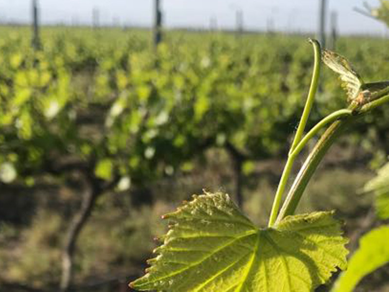 https://p.winelist.nl/media/cache/16x9_thumb/media/image/brand-banner/Pannunzio_wijnestate.jpg