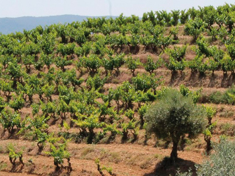 https://p.winelist.nl/media/cache/16x9_thumb/media/image/brand-banner/Secastilla_wijngaard.jpg