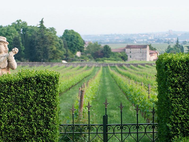 https://p.winelist.nl/media/cache/16x9_thumb/media/image/brand-banner/Seregho_Alighieri_Estate_Banner_groot_2.jpg