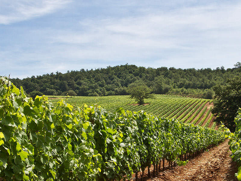 https://p.winelist.nl/media/cache/16x9_thumb/media/image/brand-banner/TENUTA_MONTENISA_wijn.jpg
