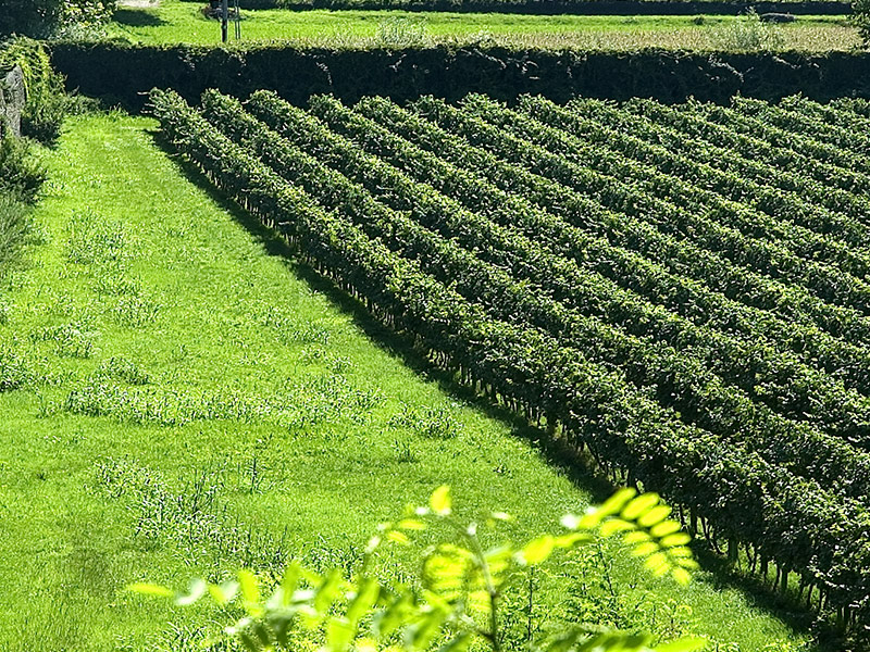 https://p.winelist.nl/media/cache/16x9_thumb/media/image/brand-banner/TENUTA_MONTENISA_winery.jpg