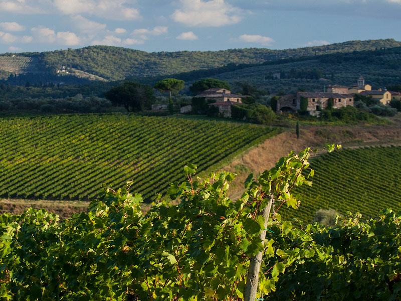 https://p.winelist.nl/media/cache/16x9_thumb/media/image/brand-banner/Tenuta_Peppoli_estate.jpg