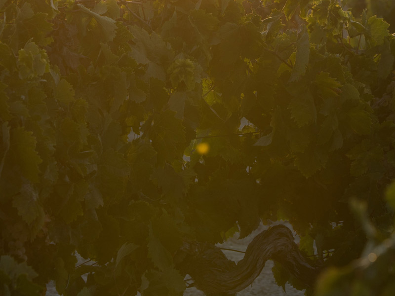 https://p.winelist.nl/media/cache/16x9_thumb/media/image/brand-banner/Tiopepe_wijngaard.jpg