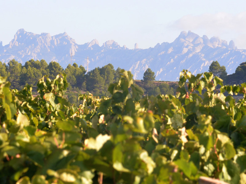 https://p.winelist.nl/media/cache/16x9_thumb/media/image/brand-banner/TresCiguenas_wijngaard%20.jpg