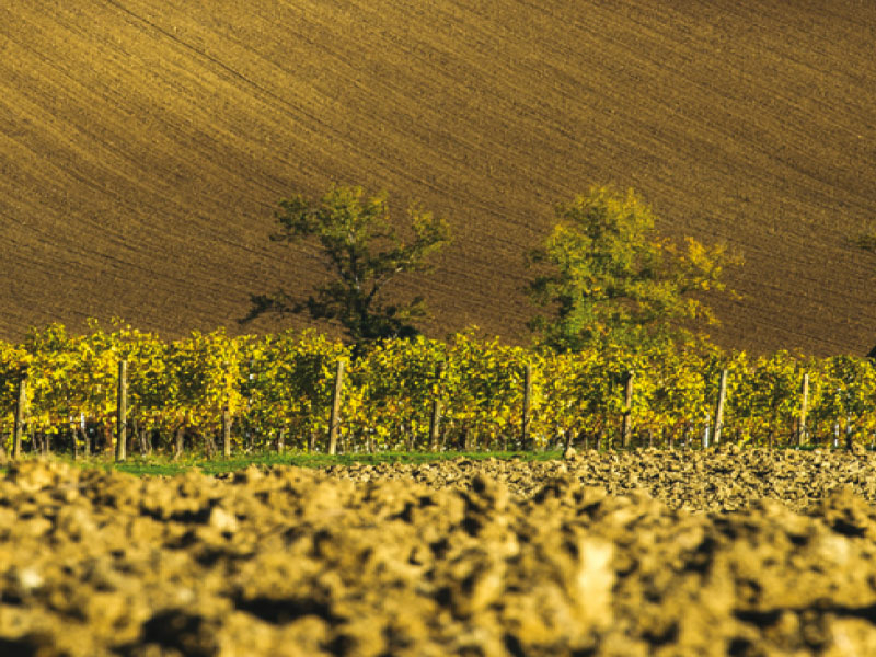 https://p.winelist.nl/media/cache/16x9_thumb/media/image/brand-banner/Umani_Ronchi_banner_groot.jpg