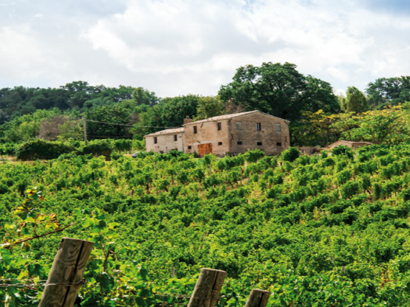 https://p.winelist.nl/media/cache/16x9_thumb/media/image/brand-banner/Umani_Ronchi_banner_groot_estate.jpg