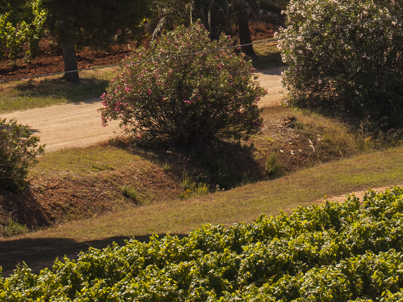 https://p.winelist.nl/media/cache/16x9_thumb/media/image/brand-banner/sella_mosca_blogbanner_z_tekst.jpg